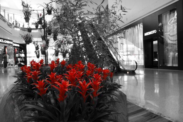 Las Vegas pictures