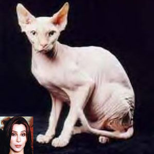 Ciro Batelli - Acontece em Las Vegas 20